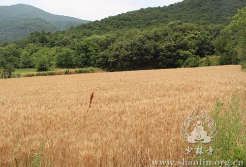 嵩山少林坚守农禅并重传统 嵩山少林武术学校